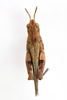 CollectionObject 1591611; d4823175-56d1-460f-8e53-6b6d973ca3b8: male, dorsal view (paratype). (CollectionObject).