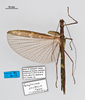 CollectionObject 1582172; MZSP MZSP 175, 5cbc6a58-0847-4f50-af37-453a0b9a5120: copyright MZSP. female, dorsal view. (CollectionObject).
