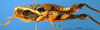 CollectionObject 1521404; 345bb1b9-dfaa-442b-9a08-1662e7382539: male, lateral view (holotype). (CollectionObject).