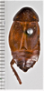 CollectionObject 1863685; 242be26f-ecc1-48c5-b9e2-ba05ddabdee4: (CollectionObject).