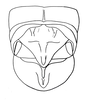 Afrotettix fursti Brown, 1970: Fig. 18. male abdomen tip, caudal view. (Otu).