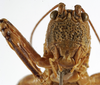 CollectionObject 1529707; ae1b49ec-cf67-4ad2-a8c8-1e46d01f6c97: male face (holotype). (CollectionObject).