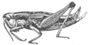 Euthystira pavlovskii Bey-Bienko, 1954: Fig. 614 (reproduced with permission). female, lateral view (body length 25 mm). (Otu).