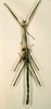 CollectionObject 1561755; 1eb19237-f042-44b3-bc76-a8a0ab2433f2: copyright NHRS, Stockholm. female (holotype). (CollectionObject).