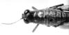 CollectionObject 1520403; NMW 6284, 5dbef5e3-2415-40ed-b661-ed3e9707da00: female, head and pronotum, dorsal view (holotype). (CollectionObject).
