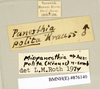 CollectionObject 1572955; 78572789-547c-4f3e-8b56-8af1f8046f92: Copyright Natural History Museum, London. Labels from non-type (adult male) in BM(NH). (CollectionObject).