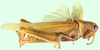 Melicodes tenebrosus tenebrosus (Walker, 1870): Lateral view (Acridium graminea). (Otu).