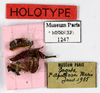 CollectionObject 1587289; MNHN(SF IMPORT DUPLICATE) MNHN-EP-EP1247, c972f412-c204-40bd-8bce-85f85169f25c: CC BY-NC-ND 4.0/MNHN - Depraetere Marion - 2014. Holotype, female, of minima Grandcolas, 1992. Specimen number: MNHN-EP-EP1247. http://coldb.mnhn.fr/catalognumber/mnhn/ep/ep1247. (CollectionObject).