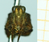CollectionObject 1587009; 7bd7f067-5e60-4b6e-a763-b5076000a671, NHMUKNHNUK010924787: female, frontal view (syntype). (CollectionObject).