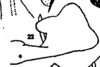 Stylus on Cyclopoliarus naparimae Fennah, 1945: (Observation).