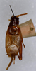 CollectionObject 1580025; f5c0c288-780e-468b-bd26-cb54b0426d11: male, dorsal view (paratype of Gryllus fletcheri). (CollectionObject).