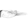 Pygofer, lateral view on Cicadula (Henriana) frontalis (Herrich-Schäffer, 1835): Pygofer, lateral view. (Observation).