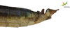 CollectionObject 1849148; Unioeste Cascavel SAOP-131M, b85f55b1-7e2b-4280-a044-4412c83b3647: Male. End of abdomen, lateral view. (CollectionObject).