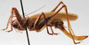 CollectionObject 1539820; aa34da54-68ae-4942-9610-98d529246d70: female, lateral view (holotype). (CollectionObject).