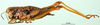 CollectionObject 1502806; 4ca2141e-492d-495e-b002-e4045cc553ab, DORSA BA000156S02: female, lateral view (syntype). (CollectionObject).