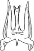 Aedeagus, ventral view on Andrabia Ahmed, 1970: Aedeagus and connective (A. aurea Dwor. & Sohi), ventral view. (Observation).