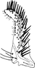 Subgenital plate, ventral view on Empoasca (Empoasca) confusania Ghauri, 1979: Subgenital plate. (Observation).