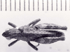 CollectionObject 1526830; 59a8c81b-56eb-4558-954e-15e2febc0fab: male, dorsal view (paratype). (CollectionObject).