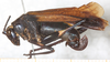 female, lateral view (as S. vigorsii). Depicts CollectionObject 1552409; 65b49022-8744-4f1c-b75a-2041a14ff9fe, a CollectionObject.