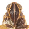 Head: !! display not done !! on Melanoliarus (Melanoliarus) complectus (Ball, 1902): (Observation).