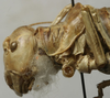 CollectionObject 1535965; b8ab2f38-55d4-41ee-a95c-f8408aac73e9: female head and pronotum, lateral view (paralectotype). (CollectionObject).