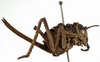 CollectionObject 1566727; b9fe6d07-052f-4ba7-9565-a433e921d74d: female nymph, lateral view (syntype). (CollectionObject).