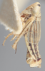 Habitus, lateral view on Athysanella (Athysanella) kanabana Ball & Beamer, 1940: Lateral - Male. (Observation).