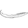 Ovipositor on Bhatia olivacea (Melichar, 1903): Valvula II. (Observation).