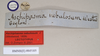 CollectionObject 1562601; NHMUK(SF IMPORT DUPLICATE) 845105, 1e438189-2f6c-48ee-830e-60c22fcab8c0: copyright Natural History Museum, London. male, data labels (lectotype). (CollectionObject).