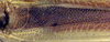 CollectionObject 1517587; 1a27f296-2e18-4853-8b38-47661bfb1d6d: male, dorsal view (lectotype). (CollectionObject).