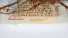 CollectionObject 1562170; ad035006-6f6d-4336-a46d-be63c0202544: copyright ANSP. female, data labels (holotype). (CollectionObject).