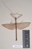Marmessoidea rosea (Fabricius, 1793): copyright Natural History Museum, London. male of synonym Necroscia marmessus (paralectotype). (Otu).