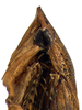 Head on Coarctana asymmetrica Domahovski & Cavichioli, 2023: Male holotype [DZUP]: head, pronotum and mesonotum, lateral view. (Observation).