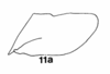 Pygofer, lateral view on Cumora (Cumora) parallelocornis parallelocornis (Linnavuori, 1955): (Observation).