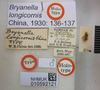 CollectionObject 1594908; 757100ce-0350-41ff-b166-0199fbd43bbc: Bryanella longicornis. Holotype. (BMNH) - (CC BY-NC 4.0) Photo by Stuart Cole, reproduced with permission from the Natural History Museum, London, UK. (CollectionObject).