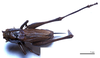 CollectionObject 1532071; fdbcf561-3b7a-40b7-a12a-873c015467af: female, dorsal view (syntype). (CollectionObject).