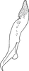 Stylus on Bonaspeia wolensis Davies, 1987: Stylus (holotype). (Observation).