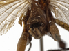 CollectionObject 1529784; 023177d5-847d-4548-a886-37a382c03b00: male cerci (holotype). (CollectionObject).