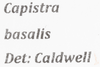 Other on Capistra basalis (Caldwell, 1951): (Observation).