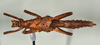 CollectionObject 1557494; 0d03674a-ddd1-4b95-b1d9-146dea69e66f: copyright USNM, Washington. (CollectionObject).