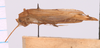 CollectionObject 1542400; 1b8aab4a-7125-4107-9701-a505467b53f7, CNMS 5514: male, lateral view (holotype). (CollectionObject).