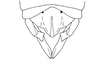 Megacheilacris bullifemur bullifemur (Descamps & Amédégnato, 1971): Fig. 104. male, distal abdominal segments, dorsal view. (Otu).
