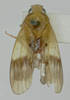 Habitus, dorsal view: !! display not done !! on Biza crocea Walker, 1858: Male lectotype [BMNH]: habitus, dorsal view. (Observation).