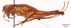 CollectionObject 1523722; 2070dbd4-79ef-4216-949f-950aa3d5a5ab: female, lateral view (holotype). (CollectionObject).