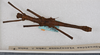 CollectionObject 1557499; e7c1d4a6-f5b9-4eda-aa61-d3650334bb10: copyright USNM, Washington. male (paratype). (CollectionObject).