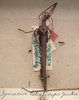 CollectionObject 1559081; 9b46a1ba-2b3a-44af-9db4-0606d1defae9: copyright NZSI, Calcutta. female of synonym Ignacia lobatipes (holotype). (CollectionObject).