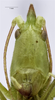 CollectionObject 1565156; fa7952a0-9538-451b-83e2-f4e8260d2996: male, face (holotype). (CollectionObject).