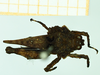 CollectionObject 1585752; d767ab6a-c214-43fb-9627-40edd2381aa3: male, dorsal view (syntype). (CollectionObject).