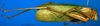 CollectionObject 1500715; ba4daad8-bb80-4c16-b77a-f8aaa6dd5e06: male, lateral view (syntype). (CollectionObject).