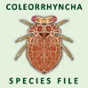 Coleorrhyncha Species File